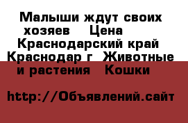 Малыши ждут своих хозяев! › Цена ­ 10 - Краснодарский край, Краснодар г. Животные и растения » Кошки   